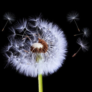 Panel Szklany Czarny Dmuchawiec A 60x60 Alfa-Cer gatunek I Super Cena