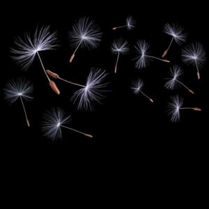 Panel Szklany Czarny Dmuchawiec B 60x60 Alfa-Cer gatunek I Super Cena