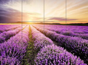 Panel Szklany Lawenda-2 180x240 Alfa-Cer gatunek I