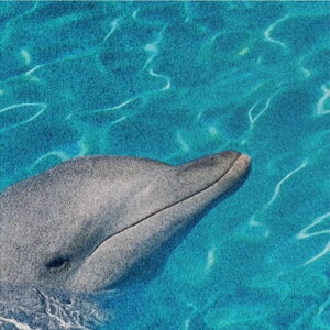 Mural gresowy 60x60 DOLPHINES SET 2/4 SUGAR