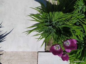 ATEM Beton Blanco 20 mm gres szkliwiony rektyfikowany 60x60 gatunek I