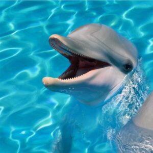 Alfa Cer Delfin Centro A 60x60 gatunek I