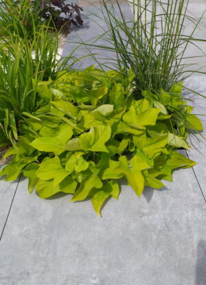 ATEM Okazja Lounge gris 20 mm gres szkliwiony rektyfikowany 60x60 gatunek II PROMOCJA transport GRATIS od 2000zł