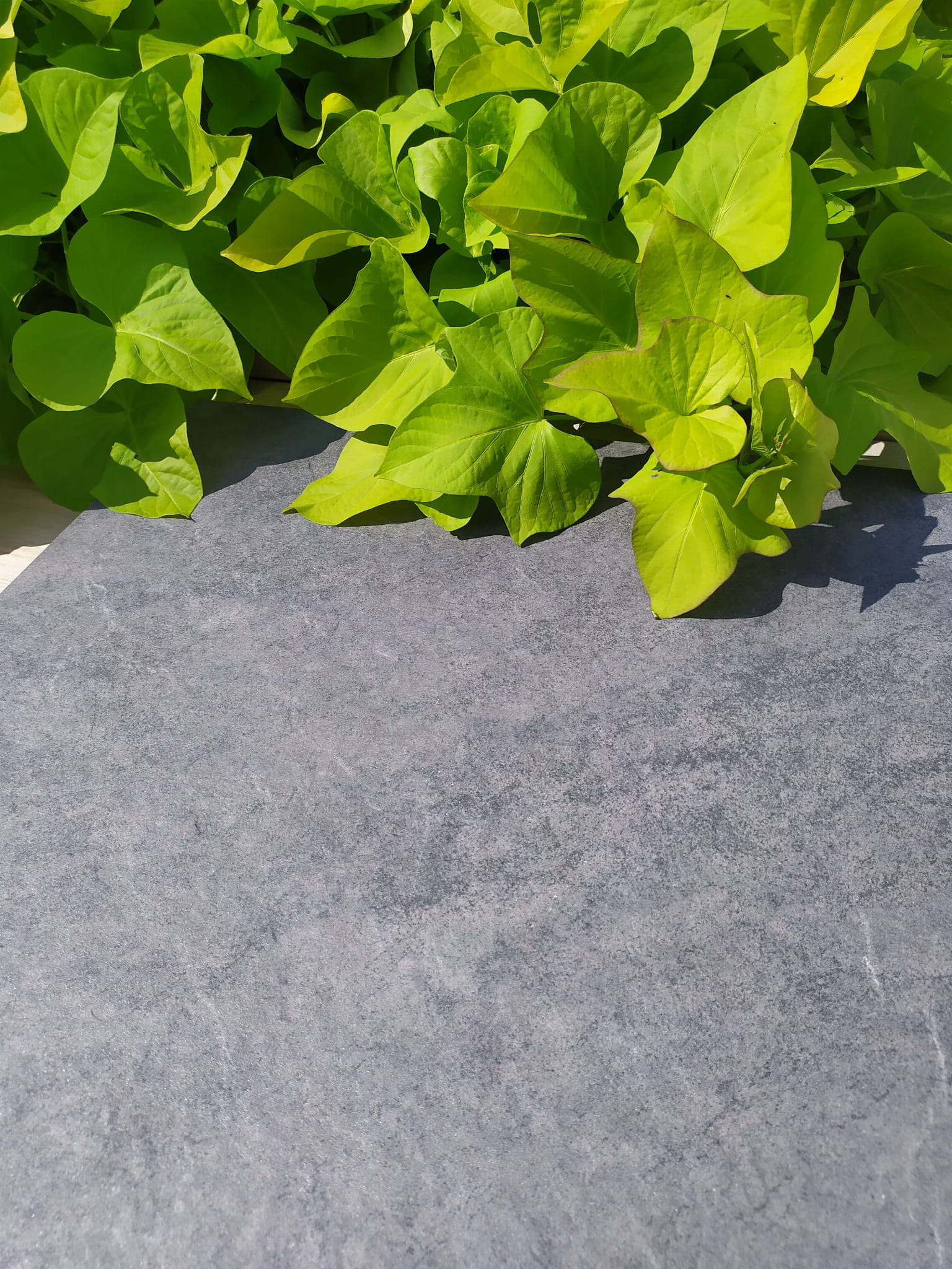 ATEM SIERRA anthrazit 20 mm gres szkliwiony rektyfikowany 60x60 gatunek I - obrazek 5