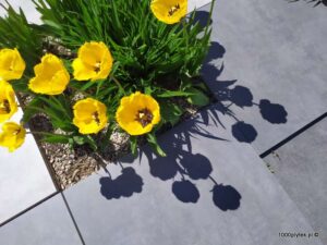 ATEM Beton Antracite 20 mm gres szkliwiony rektyfikowany 60x60 gatunek I