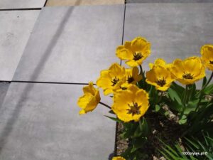 ATEM Beton Grey 20 mm gres szkliwiony rektyfikowany 60x60 gatunek I