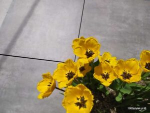 ATEM Beton Grey 20 mm gres szkliwiony rektyfikowany 60x60 gatunek I