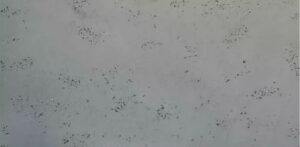 EPIKA BETON ARCHITEKTONICZNY 90X45 SZARY 0,81 M2