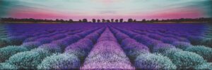 Ceramika Końskie CENTRO LAVENDER FIELD GLASS 25X75 gatunek I  DOSTAWA GRATIS od 2100zł