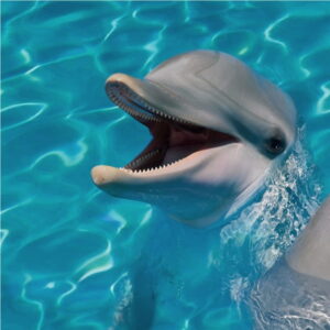 Mural gresowy 60x60 DOLPHINES SET 1/4 STR gatunek I dostawa GRATIS od 2000 zł