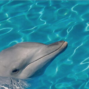 Mural gresowy 60x60 DOLPHINES SET 2/4 STR gatunek I dostawa GRATIS od 2000 zł