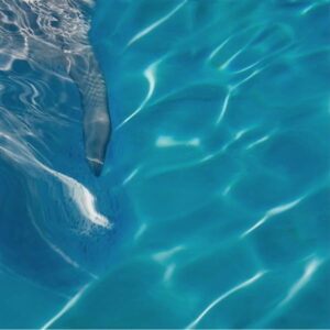 Mural gresowy 60x60 DOLPHINES SET 4/4 STR gatunek I dostawa GRATIS od 2000 zł