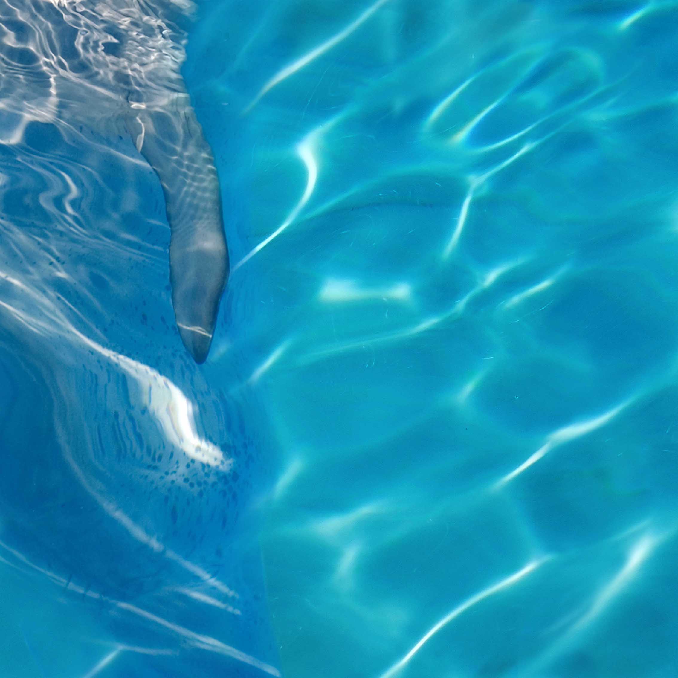 Alfa Cer Delfin Centro D 60x60 gatunek I