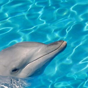 Alfa Cer Delfin Centro B 60x60 gatunek I